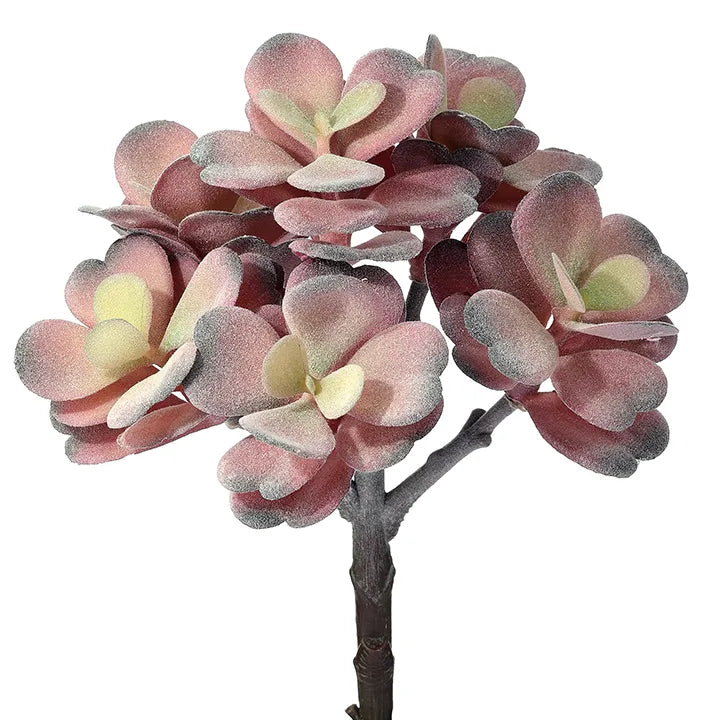 Flocked Jade Plant