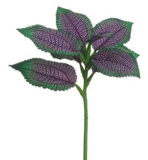 Coleus
