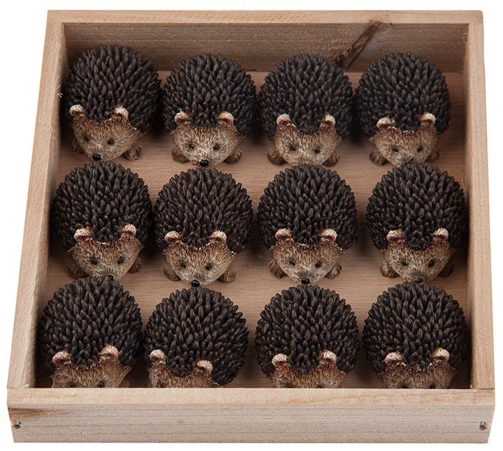 Hedghog