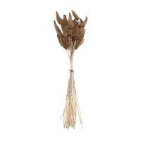Brown Rabbit's Tail Grass Bunch