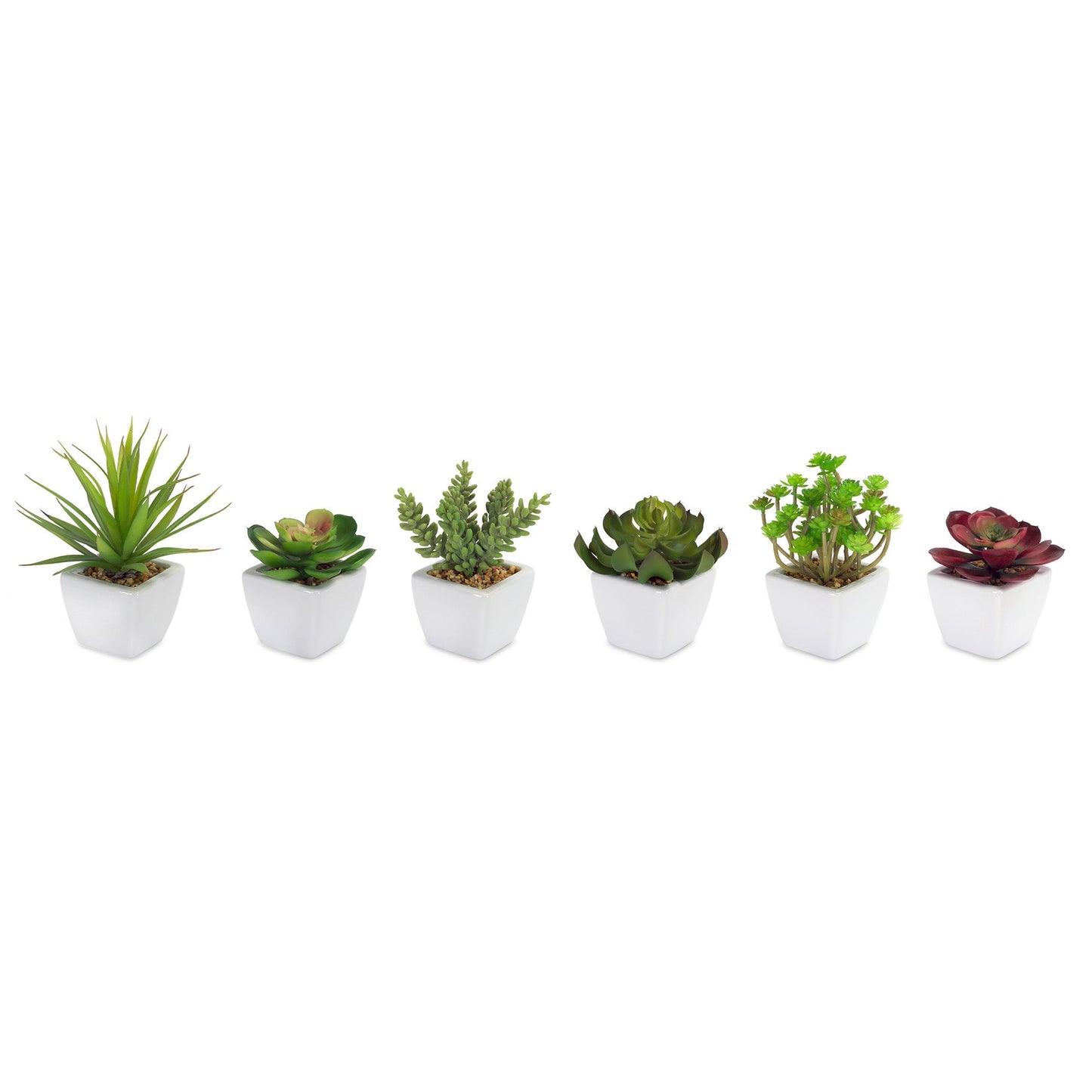 Potted Succulent