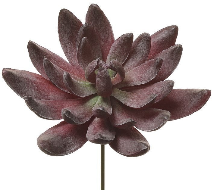 Aeonium Succulent Pick