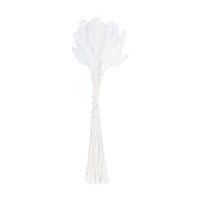 White Rabbit's Tail Grass Bunch