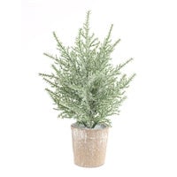 Potted Icy Pine Tree