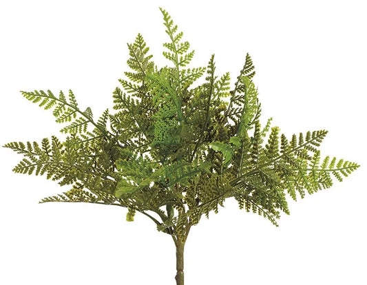 Fern Bush