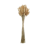 Natural Rabbit's Tail Grass Bunch