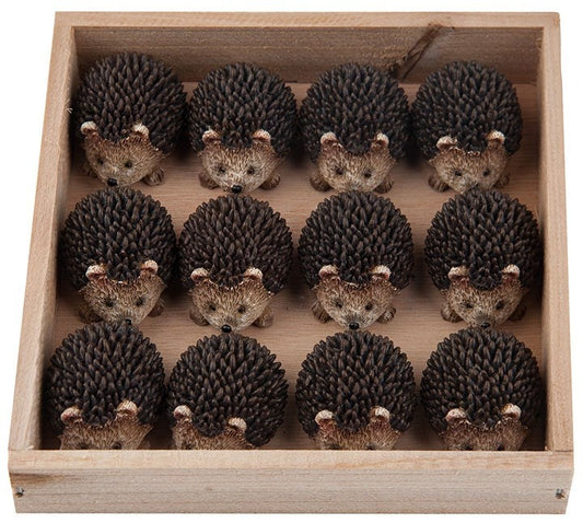 Hedghog