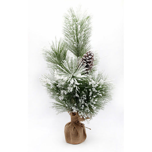 Winter Ponderosa Pine Tree