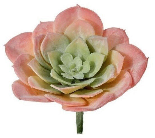Hen Succulent