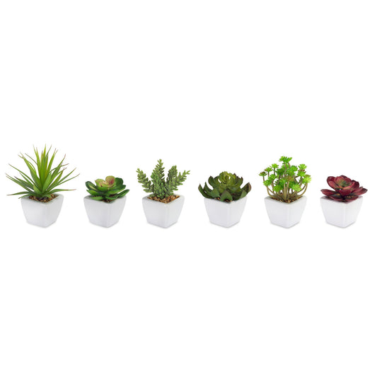 Potted Succulent