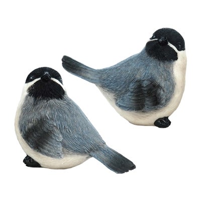 Blue and White Bird